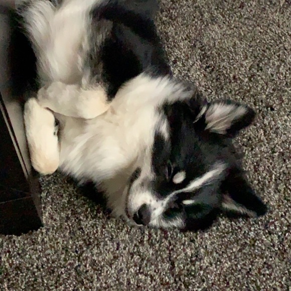 Meet your Posher, Aranza - Picture 2 of 8